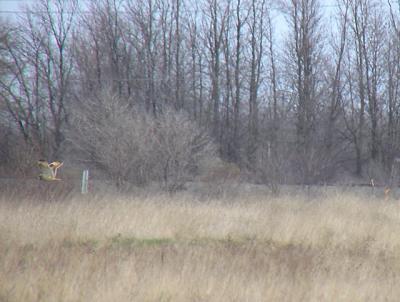 Short-eared owl