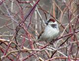 house sparrow male