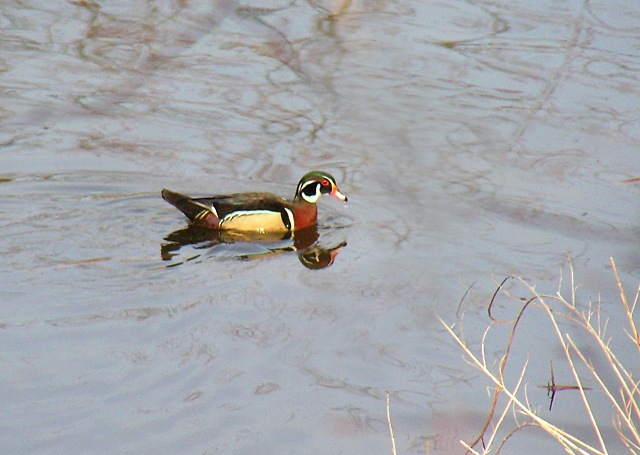 wood duck