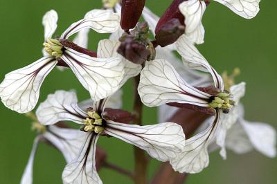 Eruca vesicaria  Garden rocket Zwaardherik