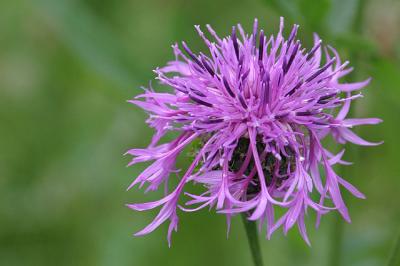 Centaurea jaceaBrown kapweedKnoopkruid