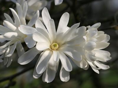 Magnolia stelllata