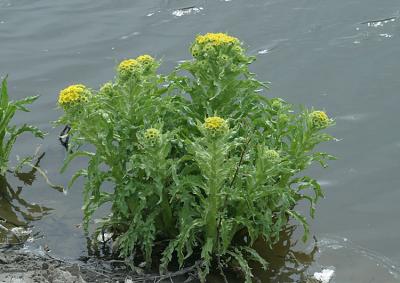 Tephseris palustrisMarsh fleawort moerasandijvie 