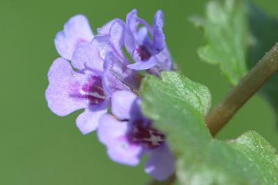 Glechoma hederaceaGround IvyHondsdraf