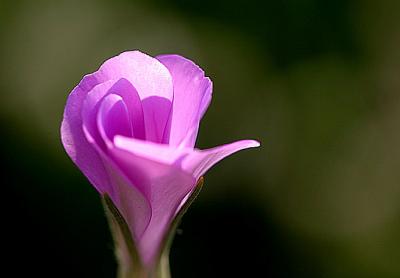 Agrostemma githagoCorn cockleBolderik