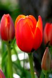 Tulpen<br>Tulips<br> 