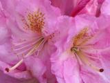 Rhododendron <br>Rododendron