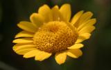 Anthemis tinctoriaGolden margueriteGele kamille