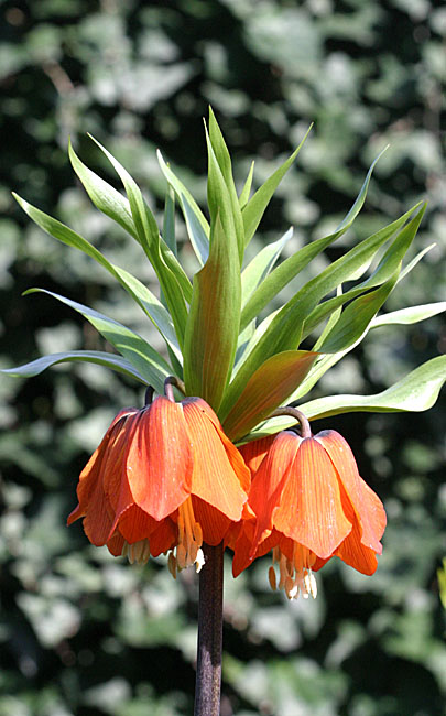 Fritillaria imperialis<br>Crown Imperial<br>Keizerskroon 