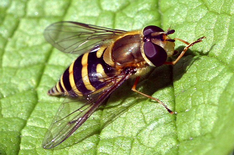 Syrphus ribesii <br>Bessenbandzweefvlieg