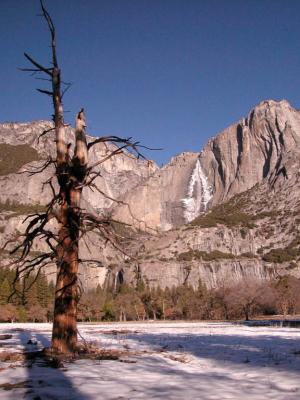 Dead Tree and Yosemite Falls [D]