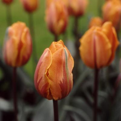 Tulips, Keukenhof [35mm]