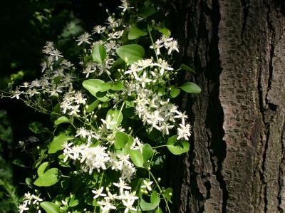 Clematis Paul Farges