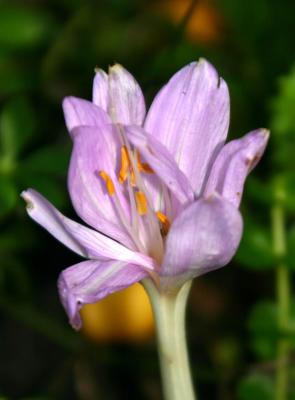 Fall Crocus JMG