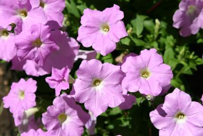 Pink Petunias in Flower Box on Washington Place