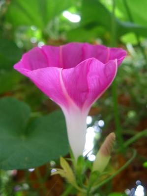 Fushia Morning Glory