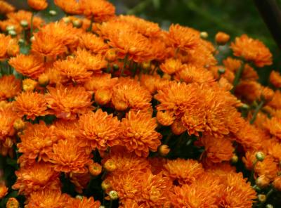 Orange Chrysanthemums LPCG