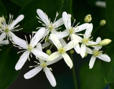 Clematis Paul Farges