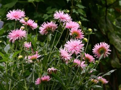 Pink Dahlias LPCG