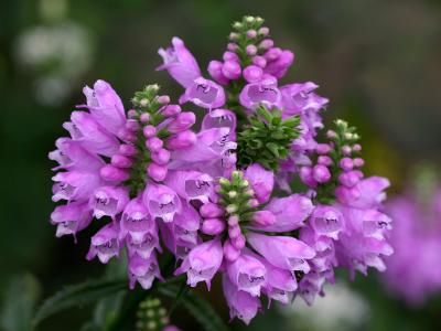 Physostegia or Obedient Plant