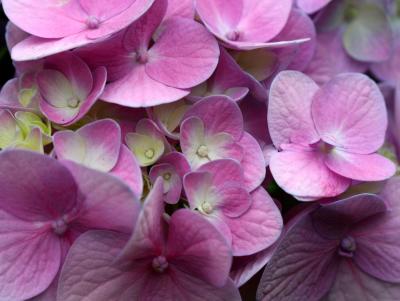 Pink Hydrangea