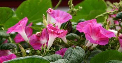 Morning Glories