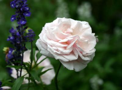 Souvenir de la Malmaison Rose