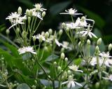 Clematis Paul Farges