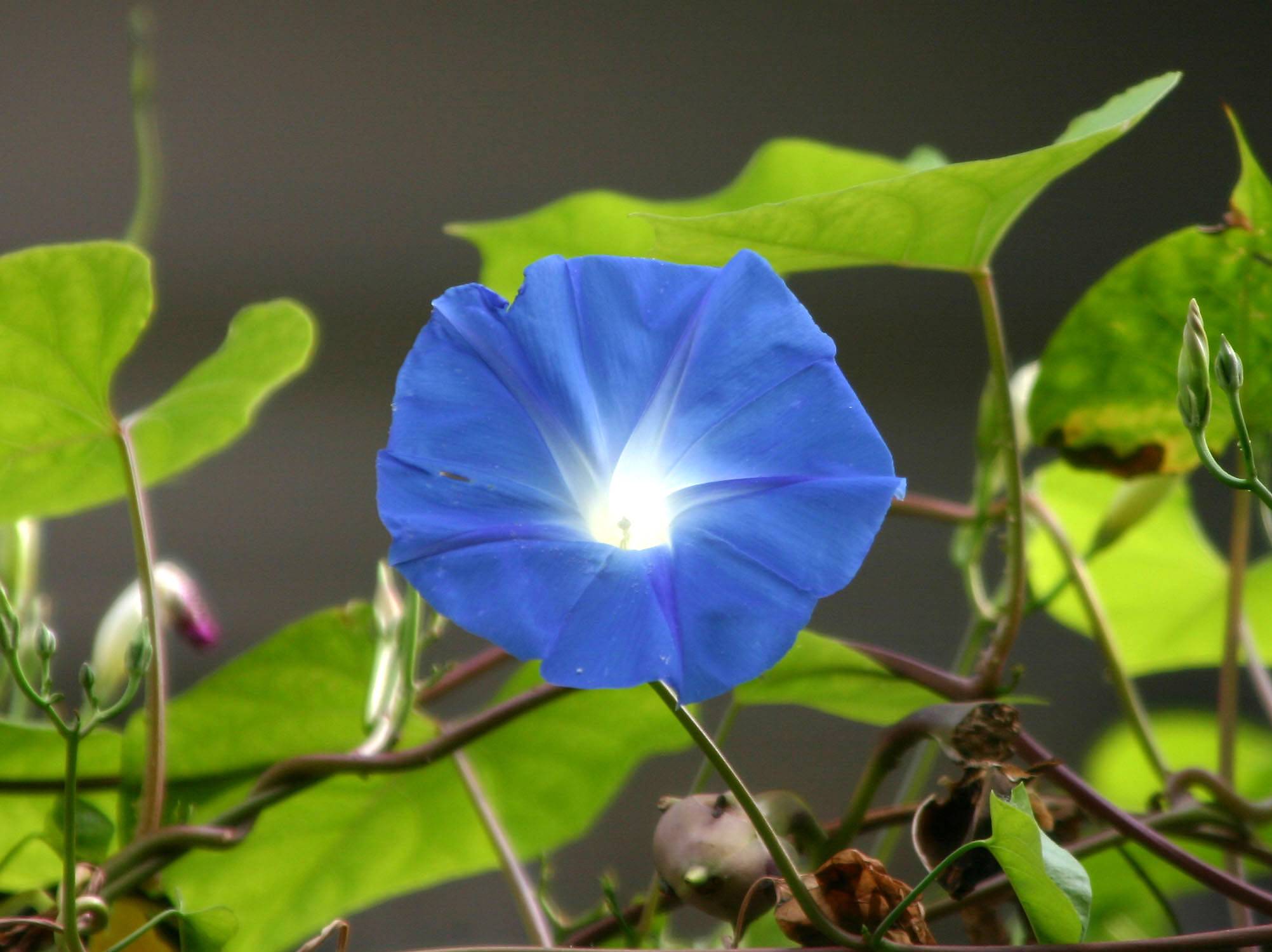 Morning Glory