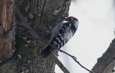 Picoides-minor.jpg