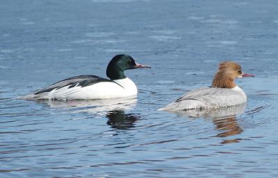 Mergus-merganser.jpg