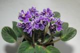 Violetta-africana-25mm.jpg