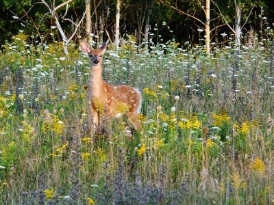 Bambi Among the Wildflowers