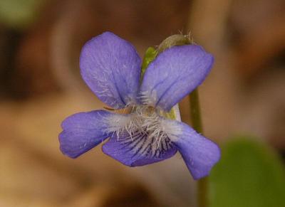 purple Violet