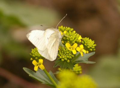 Flower/Macro 2