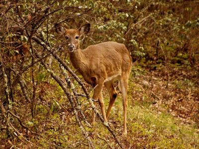 Deer 4
