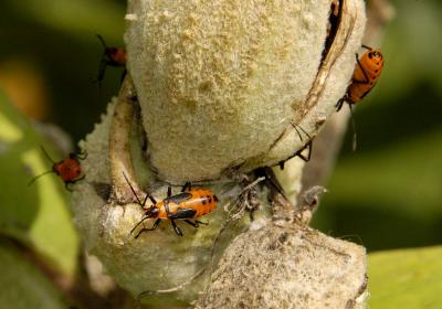 Bugs, Butterflies & Wildflowers