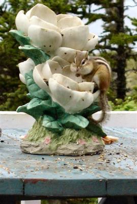 u43/icicle50/medium/30713481.Chipmunk024X6Medium.jpg