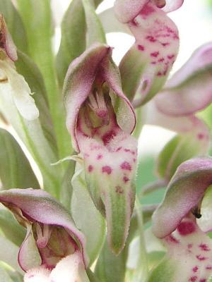 Orchis Coriophora