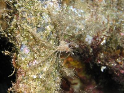 Spiny spider crab