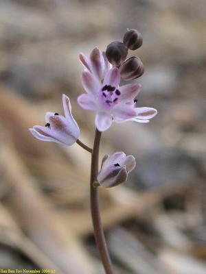 Autumnal Squill