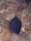 Blenny