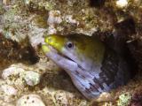 Yellowheaded moray eel
