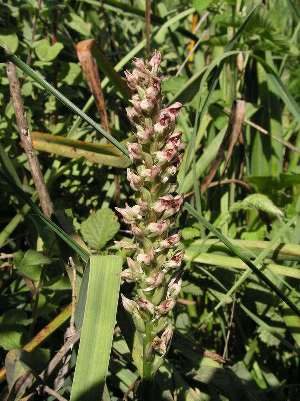 Orchis Coriophora