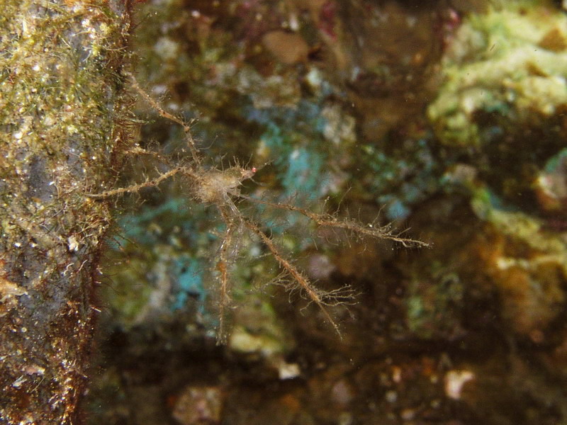 Spiny spider crab