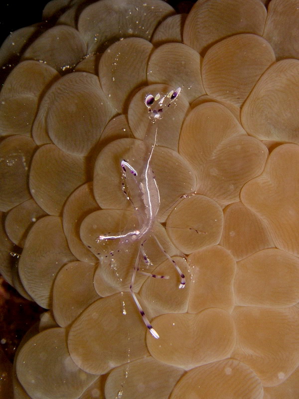 Anemone partner shrimp