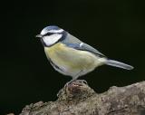 Blue Tit