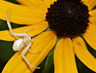 Crab Spider