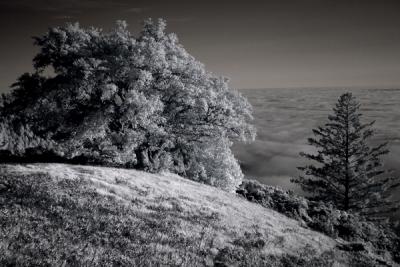 Infrared1_email.jpg