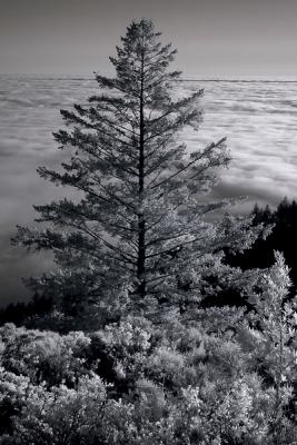 Infrared2_Email.jpg